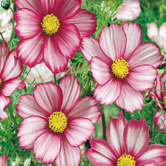 Cosmos, Candy Stripe Seeds Cosmos bipinnatus