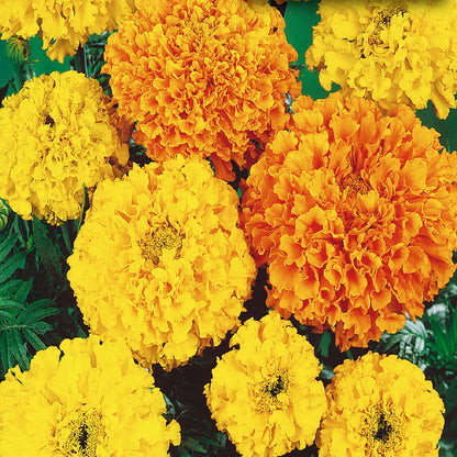 Marigold, Crackerjack Value Size Seeds Tagetes erecta