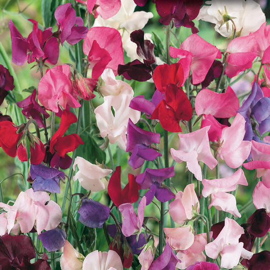 Sweet Pea, Spencer Giant Mix Value Size Seeds Lathyrus odoratus