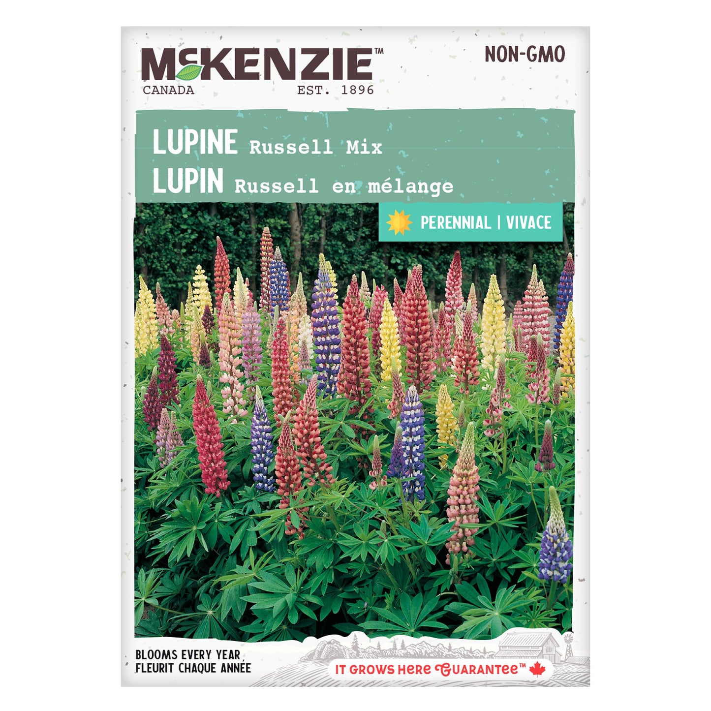 Lupine, Russell’s Mix Hybrid Seeds Lupinus polyphyllus