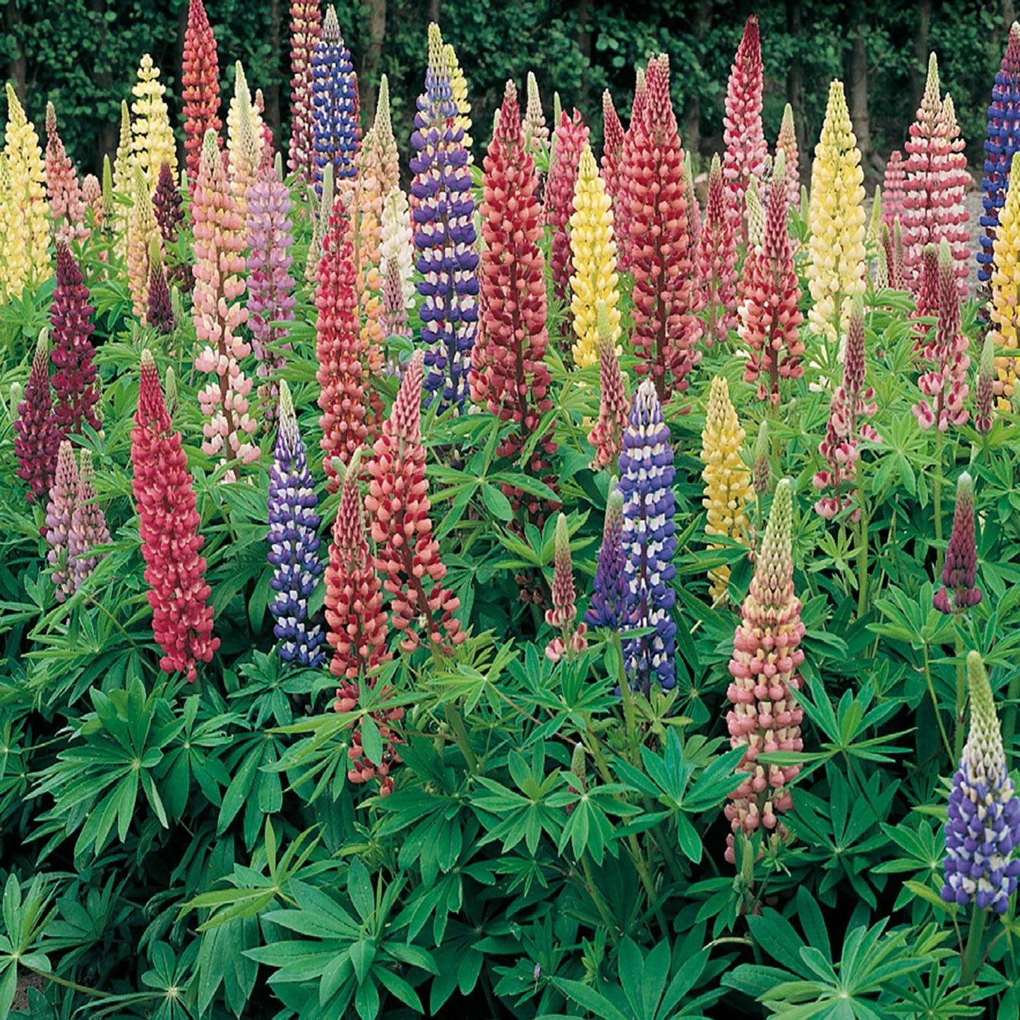 Lupine, Russell’s Mix Hybrid Seeds Lupinus polyphyllus