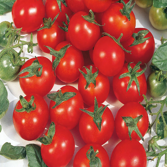 Tomato, Principe Borghese Seeds Lycopersicon esculentum