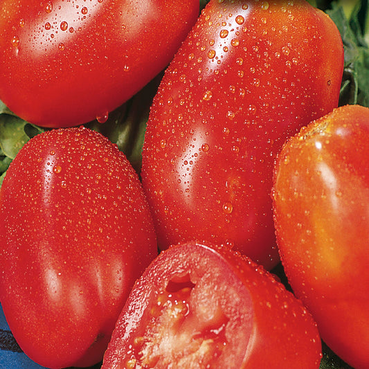 Tomato, San Marzano Seeds Lycopersicon esculentum