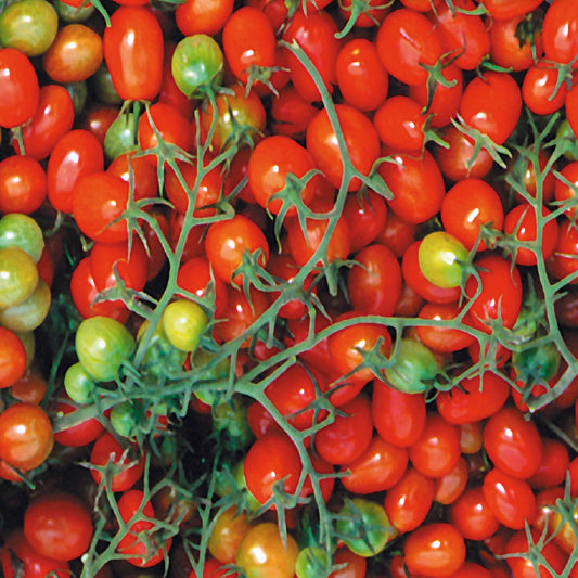 Tomato, Cherry Roma Seeds Lycopersicon esculentum