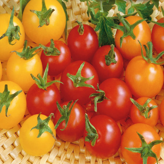 Tomato, Cherry Mix F1 Hybrid Seeds Lycopersicon esculentum