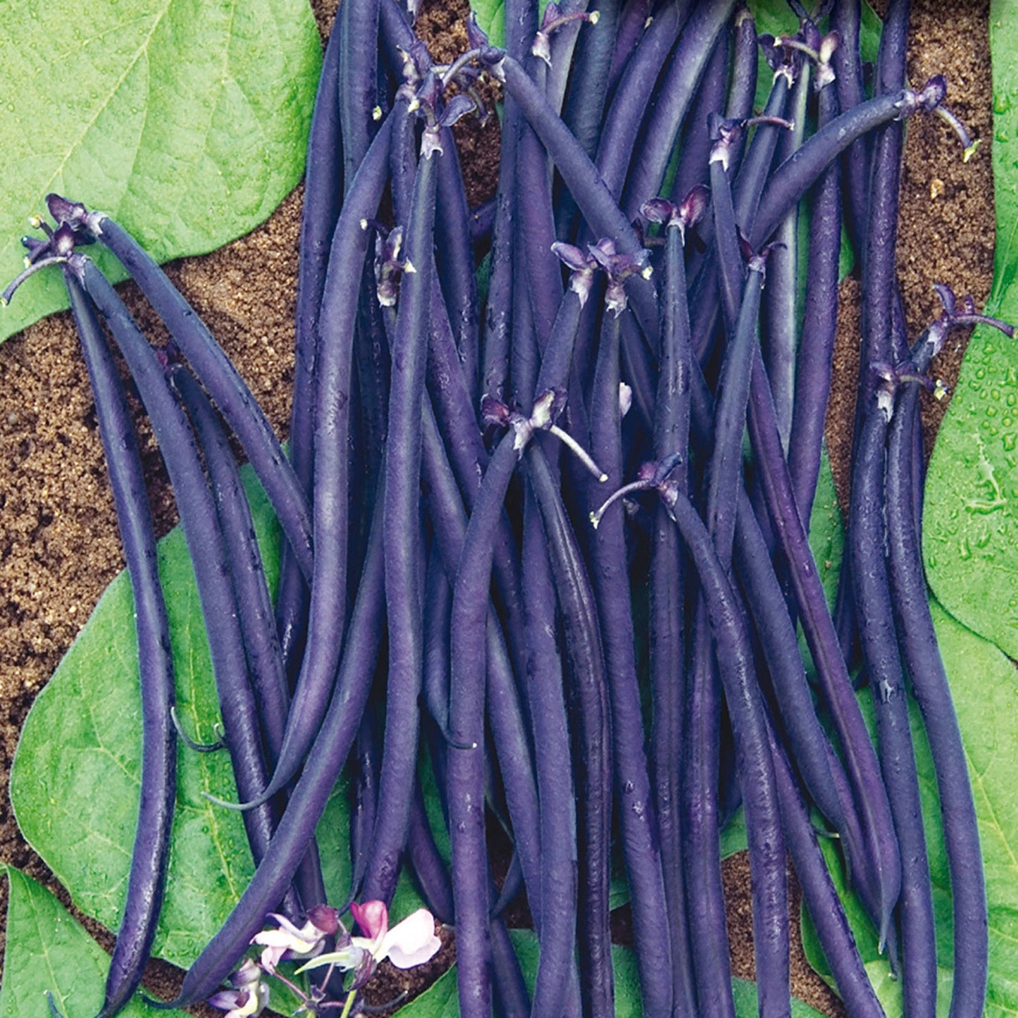 Bean, Velour Dwarf French Bush Seeds Phaseolus vulgaris