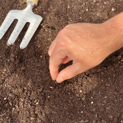 Zucchini, Gold Rush Seeds Cucurbita pepo