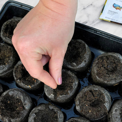 Zucchini, Gold Rush Seeds Cucurbita pepo