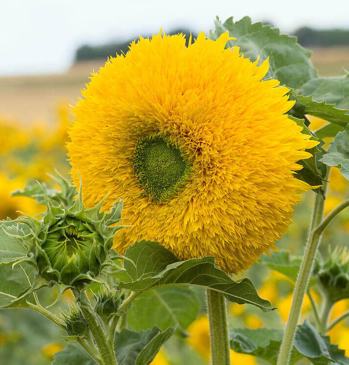 Teddybear Dwarf Sunflower Seeds