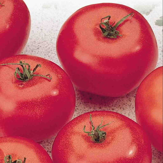 Tomato, Manitoba Seeds Lycopersicon esculentum