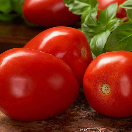 Tomato, Roma VF Seeds Lycopersicon esculentum