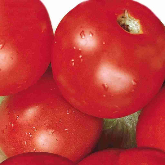 Tomato, Sub Arctic Plenty Seeds Lycopersicon esculentum