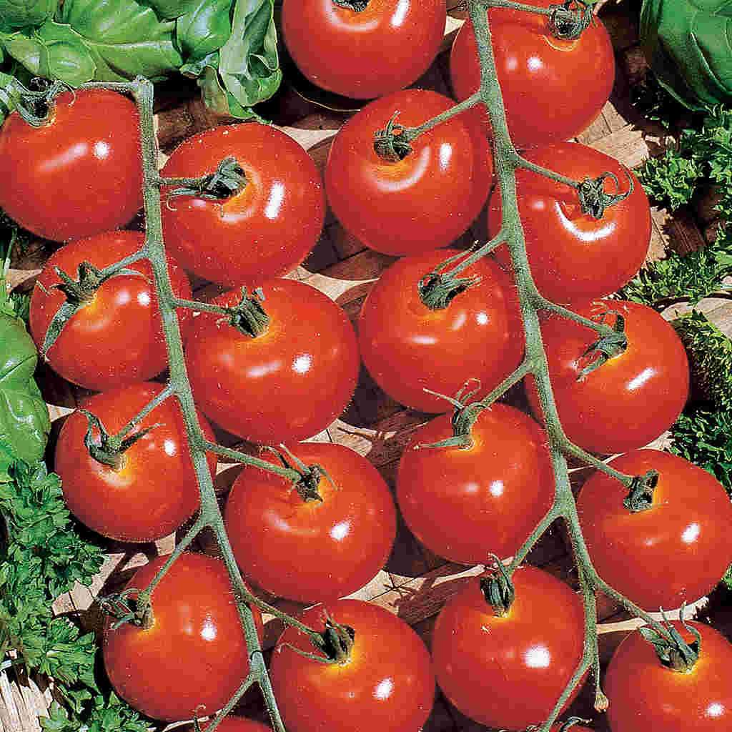 Tomato, Sweetie Organic Seeds Lycopersicon esculentum