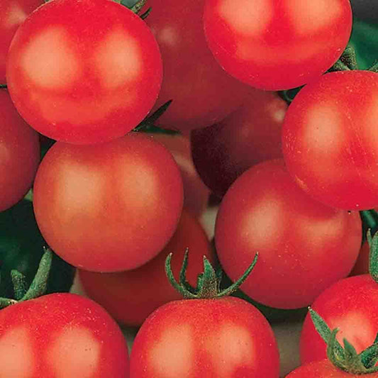 Tomato, Tiny Tim Seeds Lycopersicon esculentum