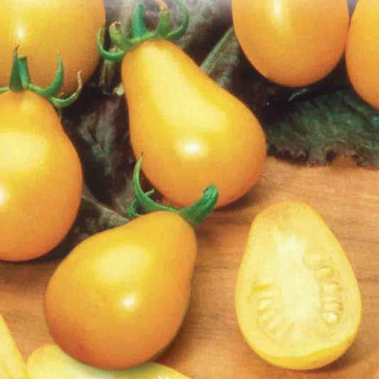 Tomato, Yellow Pearshaped Seeds Lycopersicon esculentum