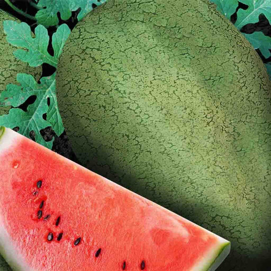 Watermelon, Early Canada Improved Seeds Citrullus lanatus