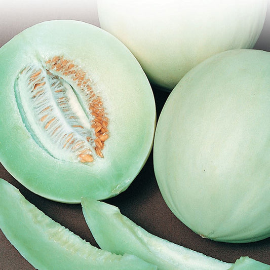 Honeydew, Green Flesh Seeds Cucumis melo