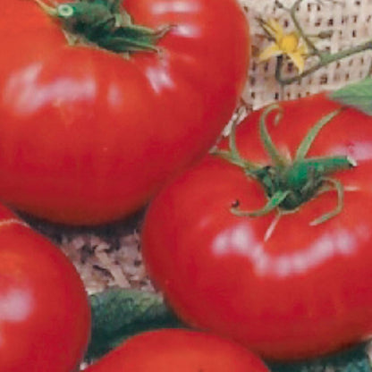 Tomato, Brandywine Organic Seeds Lycopersicon esculentum