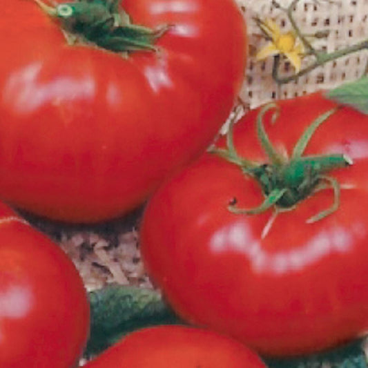 Tomato, Brandywine Organic Seeds Lycopersicon esculentum